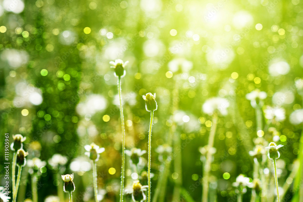 flower grass and sun light. flower grass and sun light.