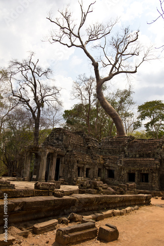 Tree growing over Ta Prohm temple