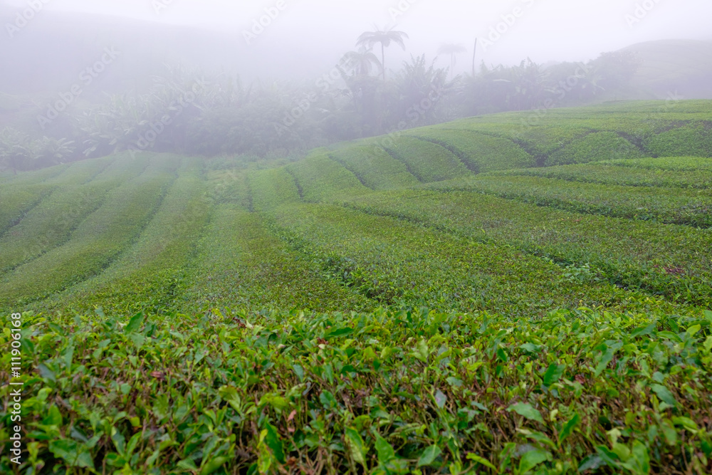 Tea plantations with fog nearby Cameron Highlands, Malaysia
