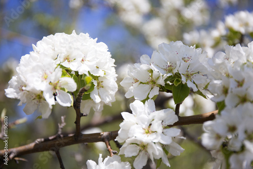 Beautiful flowering apple trees. © anya babii