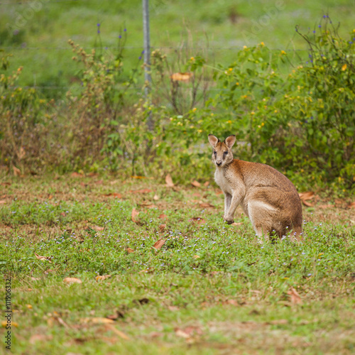  Wallaby