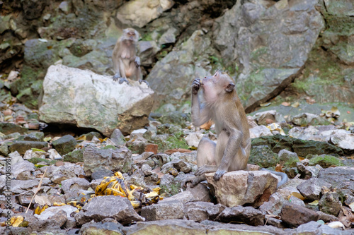 Crab-Eating Macaque eating some food in Batu Caves, Malaysia. © itonggg