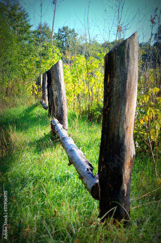 Pillars of the old fence in the forest