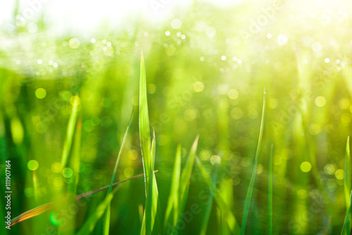green grass and morning light.
