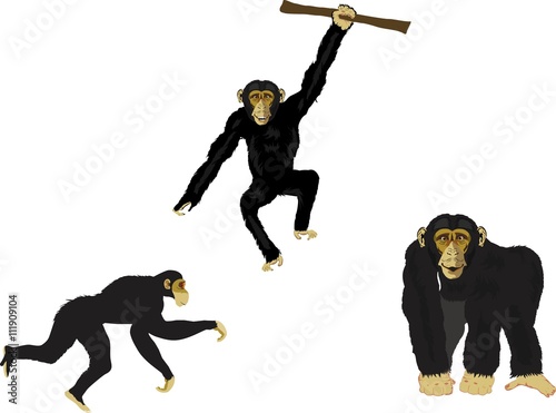 Set of black chimpanzees in different poses vector illustration