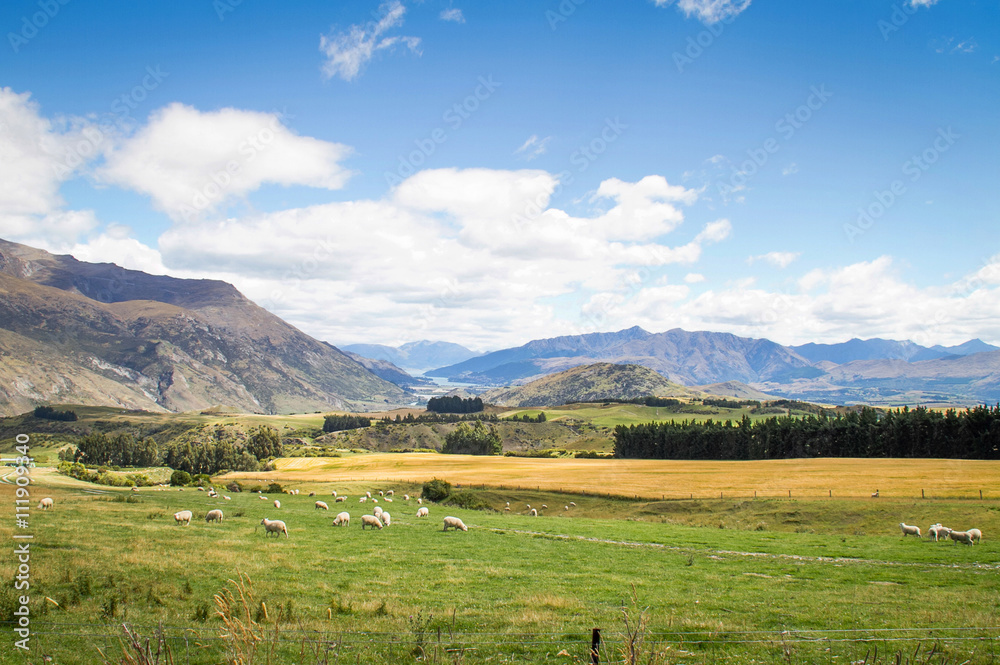 Countryside landscape, New Zealand