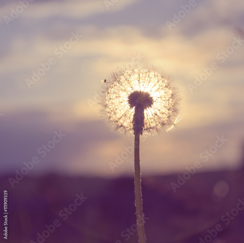 Dandelion