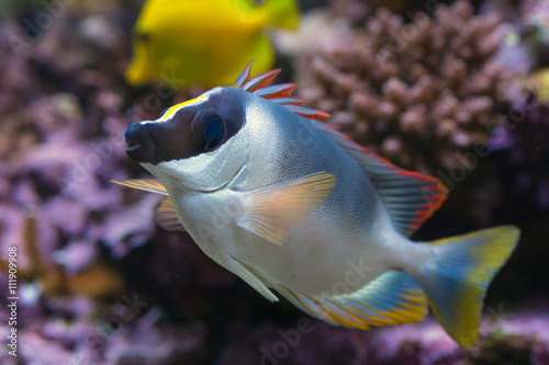 Powder Blue Tang fish in aquarium photo