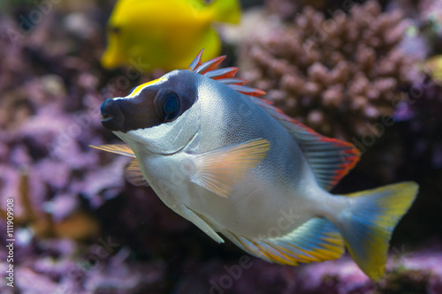 Fotografie Powder Blue Tang fish in aquarium
