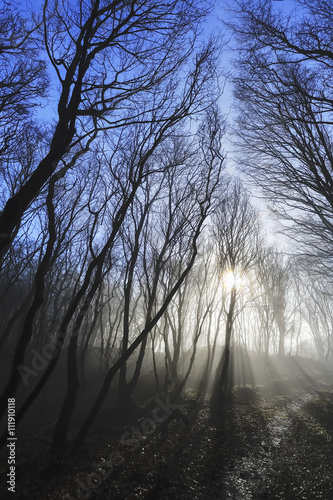 Sonne im Fr  hling bricht durch den Wald