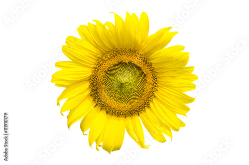 Sunflower isolated with clipping path