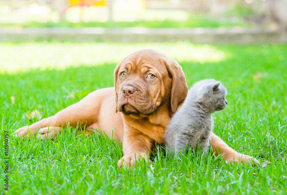 Bordeaux puppy lying with a kitten on the green grass