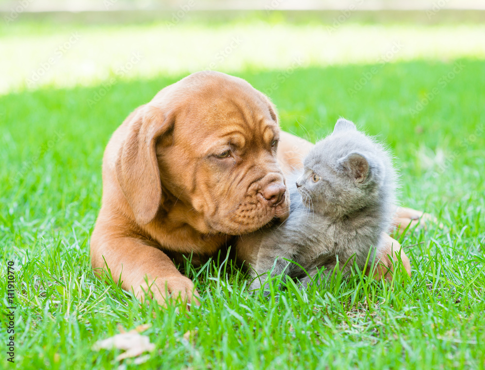 Bordeaux puppy playing with a kitten on the green grass