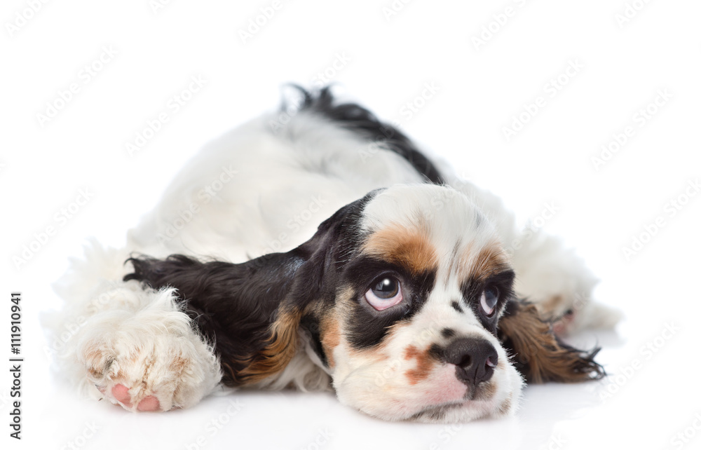 Sad Cocker Spaniel puppy lying and looking up. isolated on white