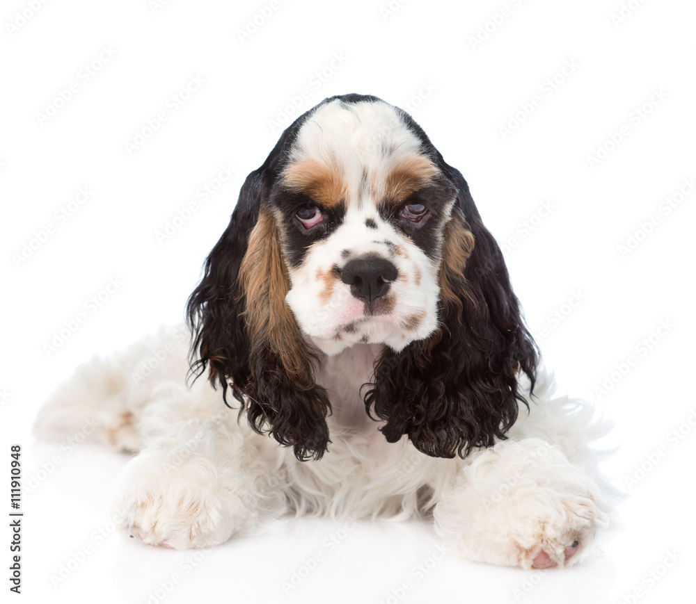 Cocker Spaniel puppy lying in front view. isolated on white back