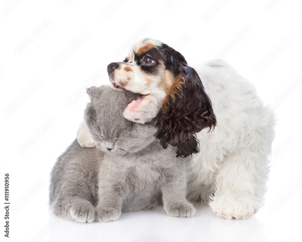 Cocker Spaniel puppy embracing and biting young kitten. isolated Cocker Spaniel puppy embracing and biting young kitten. isolated