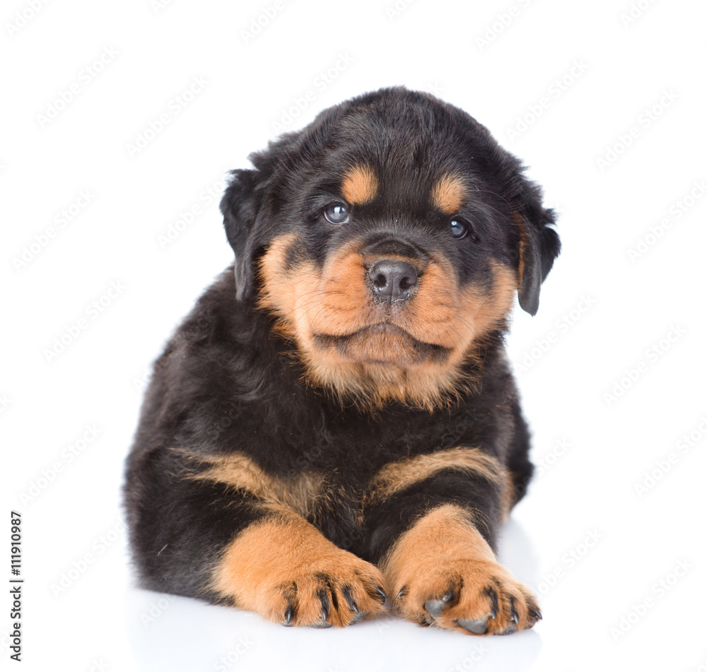 Small rottweiler puppy lying in front view. Isolated on white ba