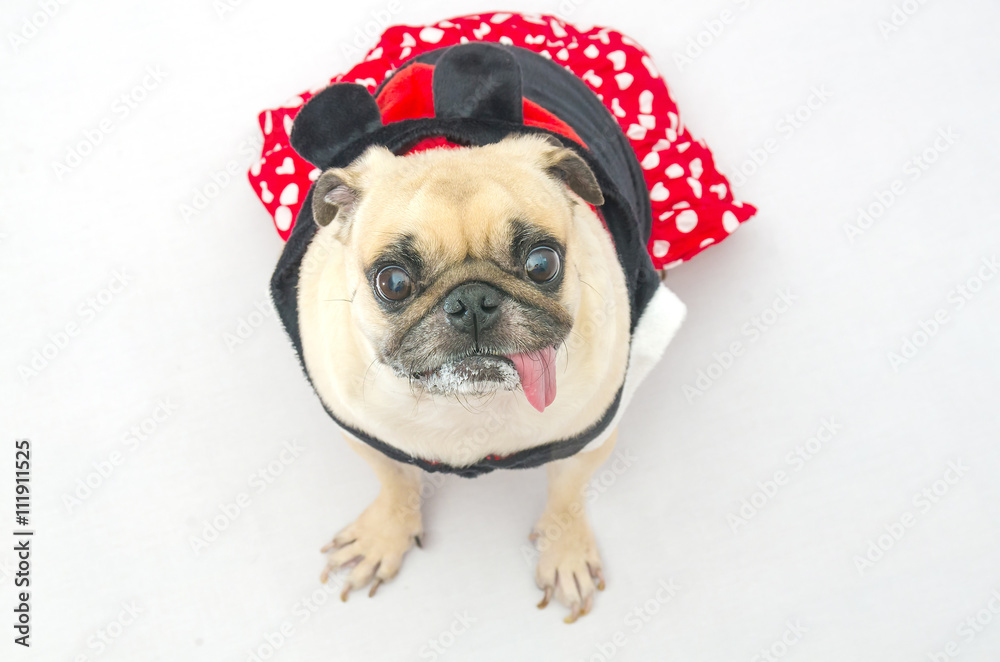 Close up face of cute dog puppy pug with dress smile with tongue out and sit on floor looking to camera
