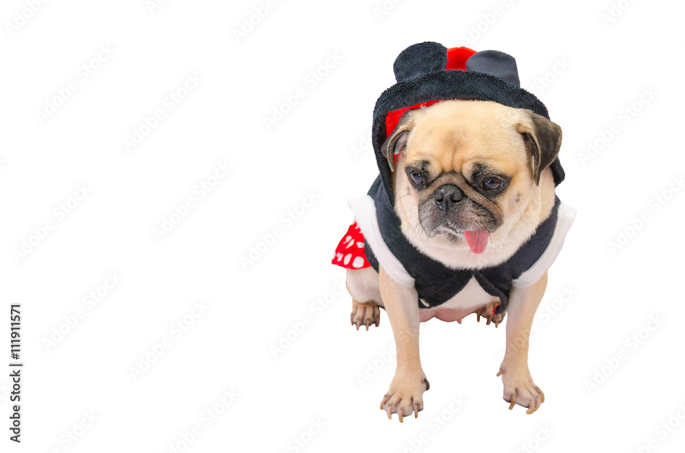 Close up face of cute dog puppy pug with dress sad and sit on isolated white background.