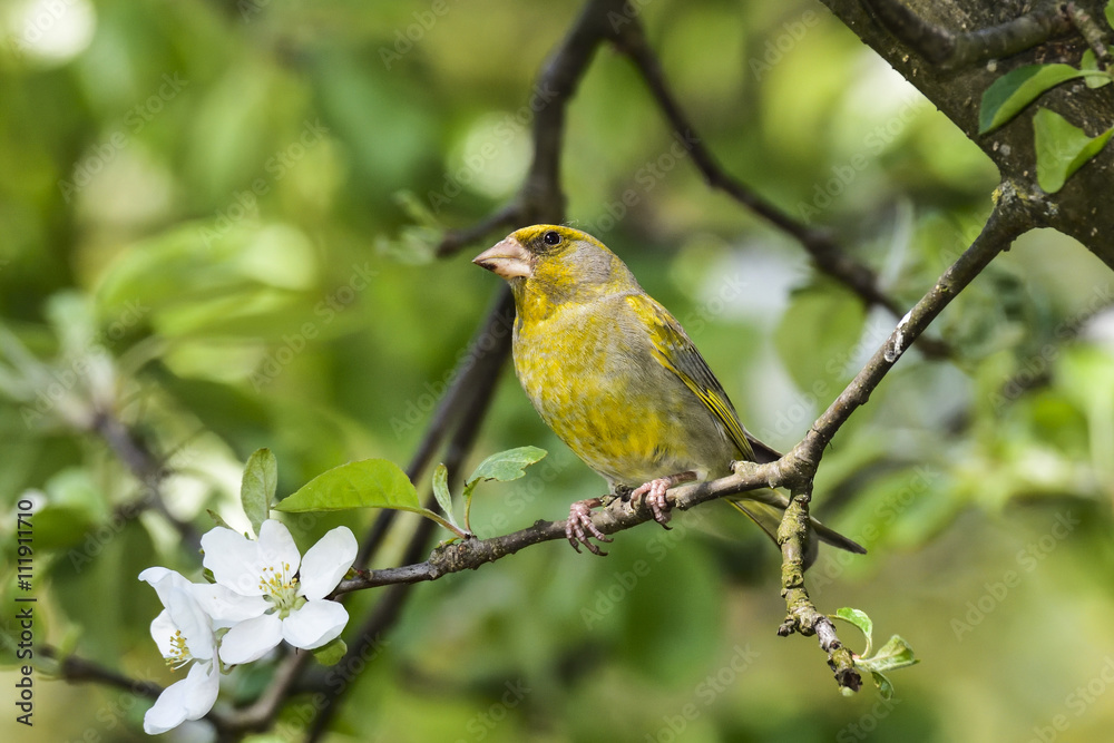 Greenfinch