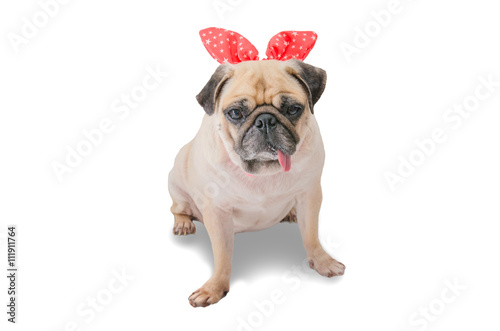 Cute dog puppy pug in rabbit ears on white background © fongleon356