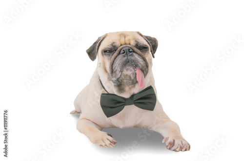 cute mops puppy dog pug with neck bow tie sitting and looking at the camera on white background