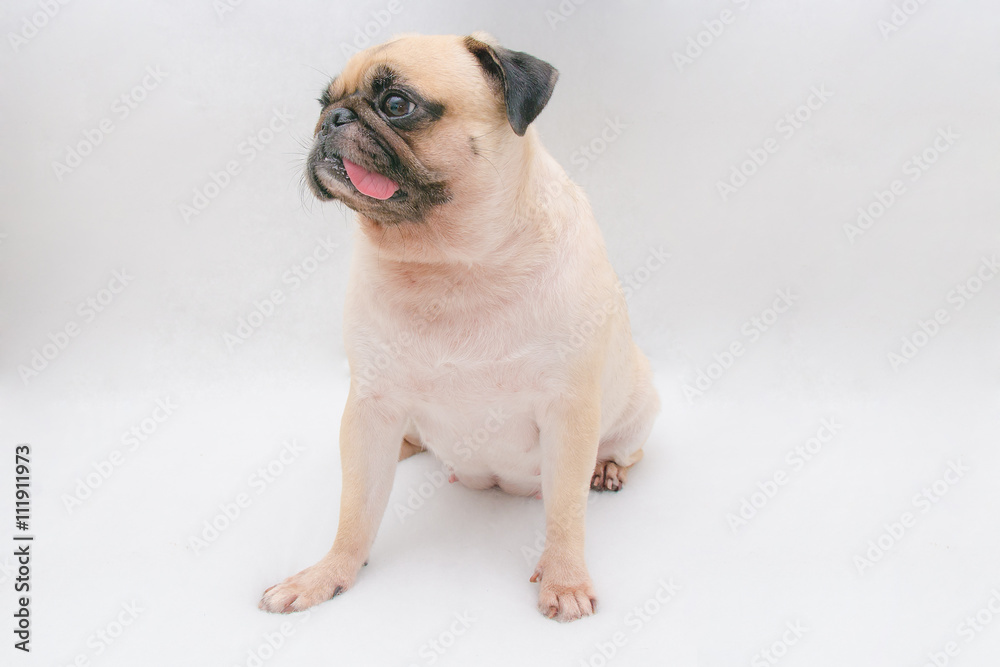 A portrait of a cute pug dog sitting on the floor with tongue sticking out on white grey background