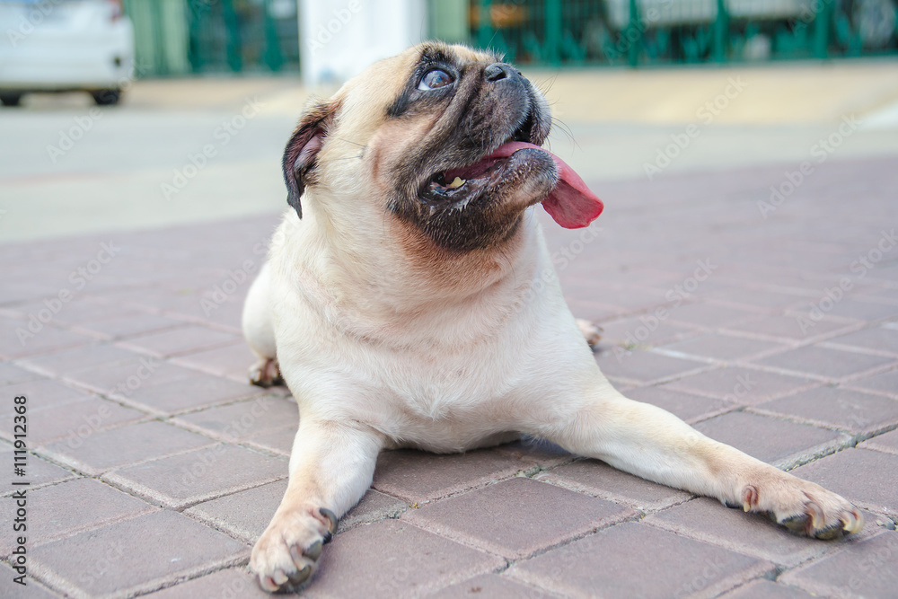 Cute dog puppy pug tired and lying on the ground with tongue out