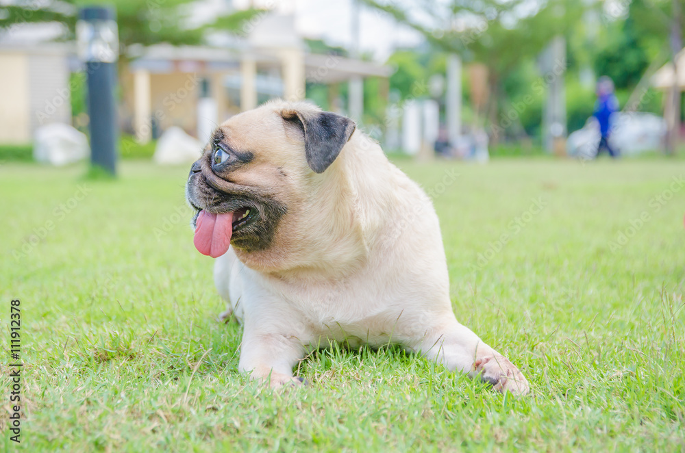 The fawn cute puppy pug dog sitting sleep rest on grass field with tongue out.