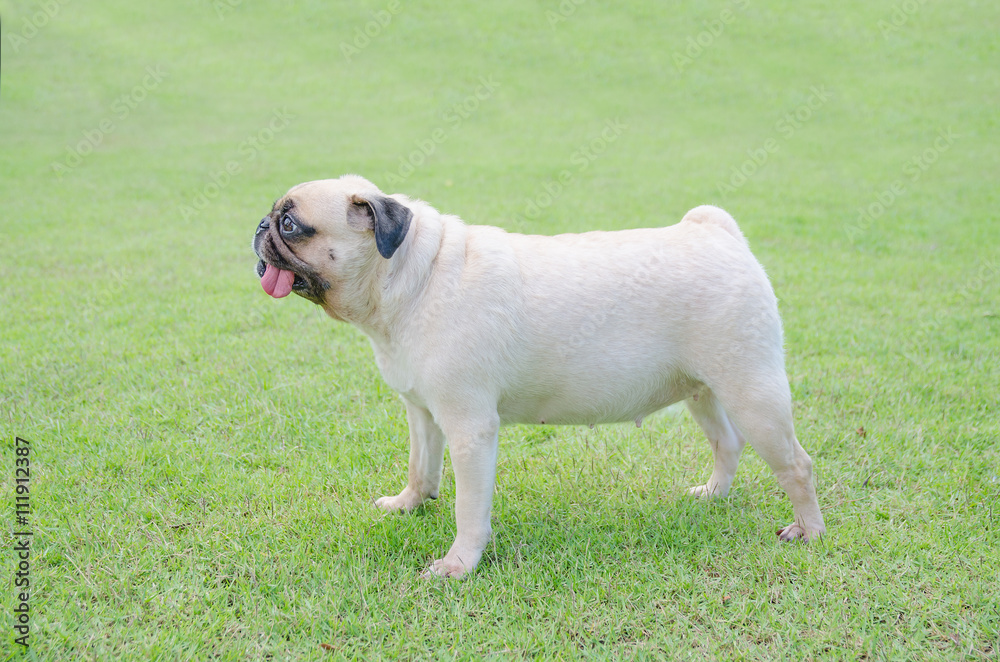 happy funny lovely cute puppy pug dog playing outdoor in green field