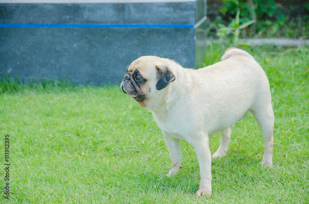 happy funny lovely cute puppy pug dog playing outdoor in green field