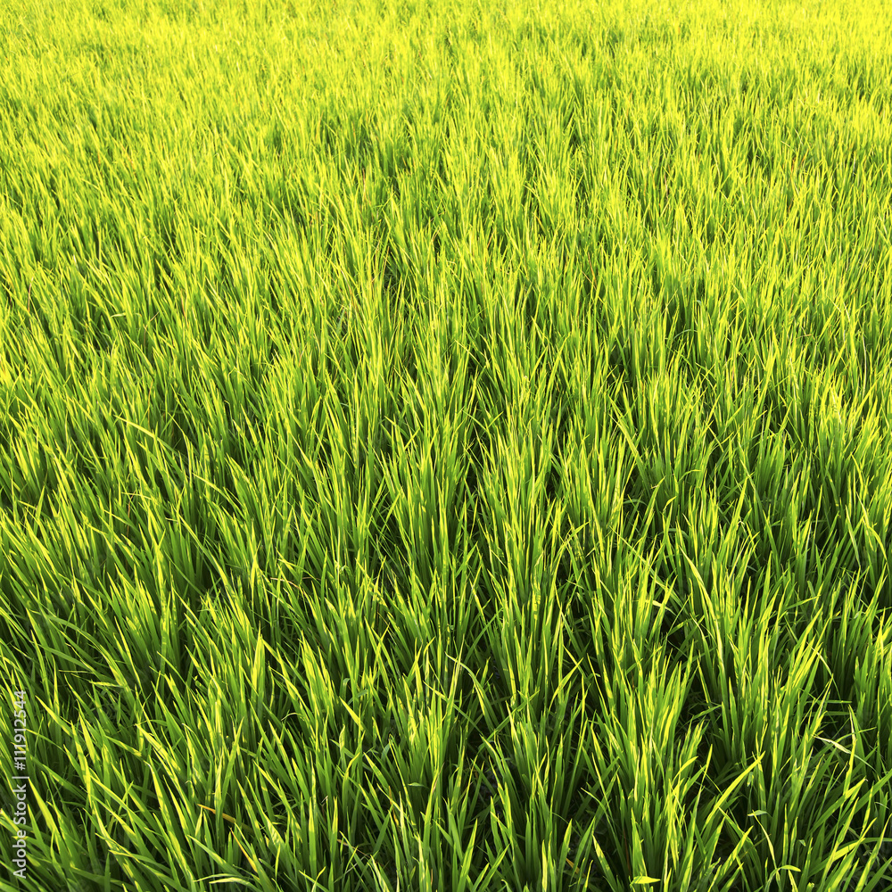 Obraz premium Light green rice fields, closeup.