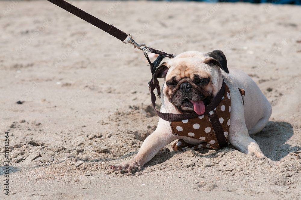 Are Dogs Afraid Of Water