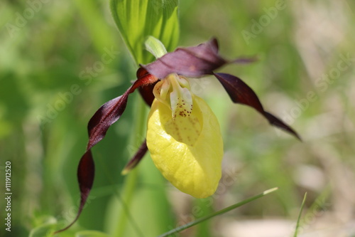 Frauenschuh Orchidee