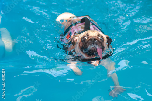 Funny a cute dog Pug swim at a local public pool with tongue out and life vest © fongleon356