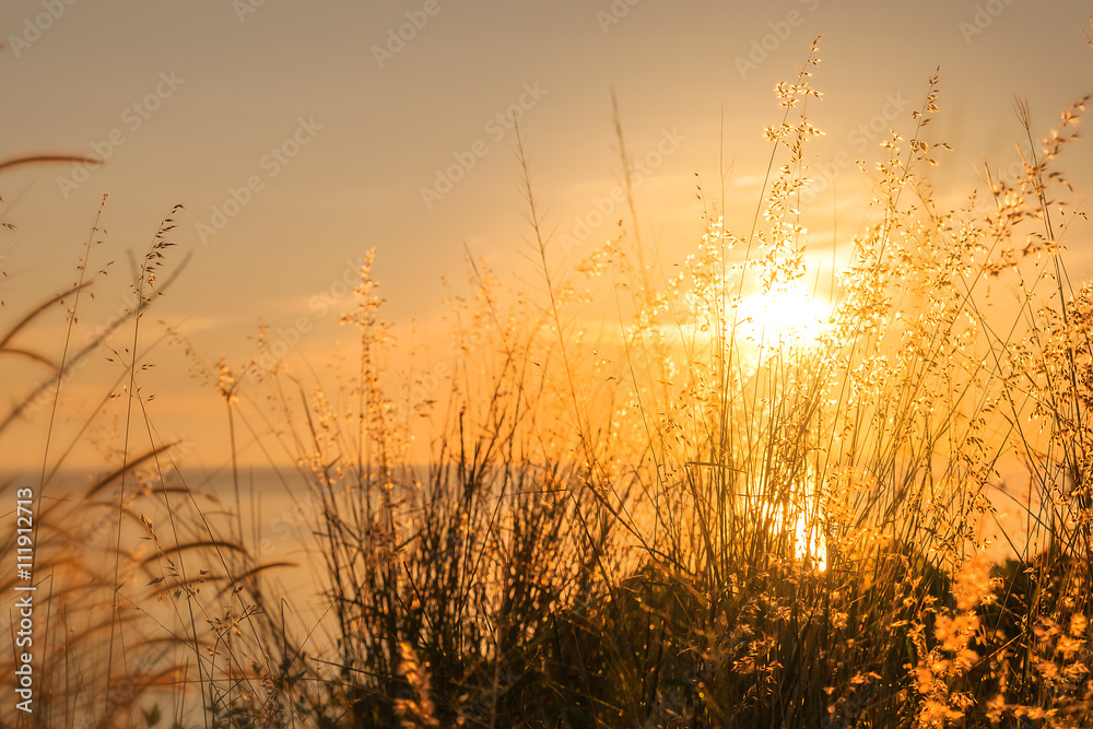 Fototapeta premium summer background