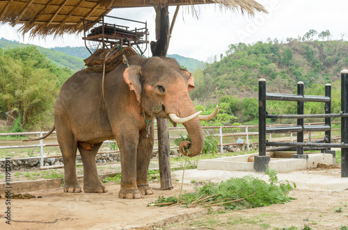 Elephant with howdah at elephants camp Ruammit Karen village,Chiang Rai for tourist trekking in jungle trail in Thailand photo