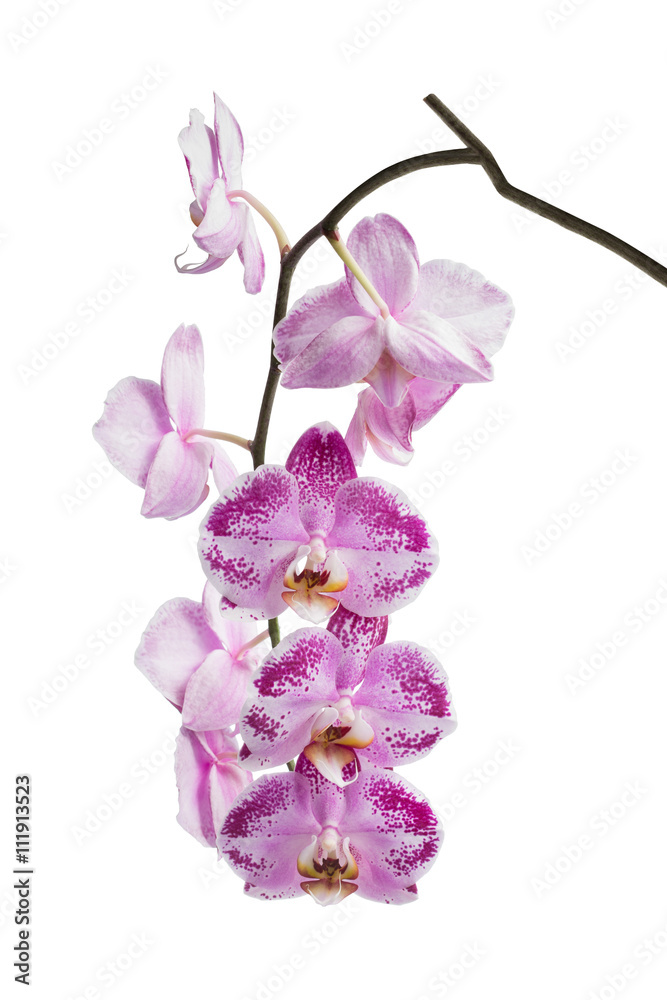 Blooming motley orchid isolated over white background Blooming motley orchid isolated over white background