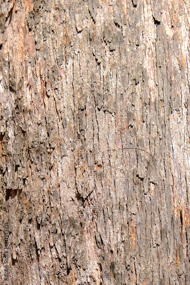 Obraz premium Texture of tree bark.