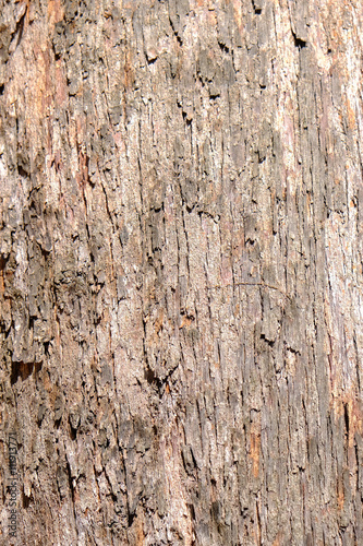 Texture of tree bark.