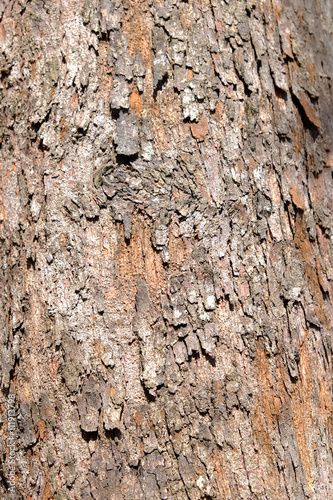Texture of tree bark.