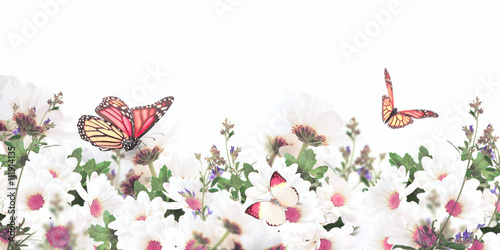 Beautiful daisies and butterfly, flower, floral background