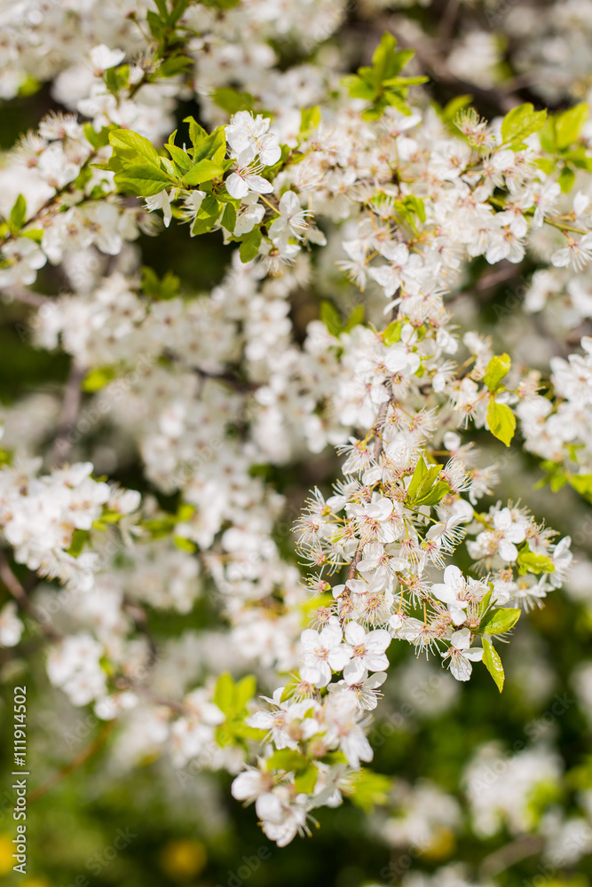 beautiful crisp white blossoming cherry tree