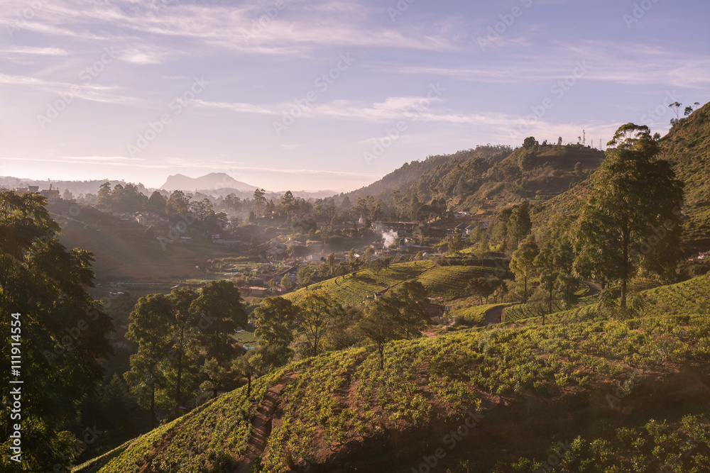 Naklejka premium Teeplantage Sri Lanka