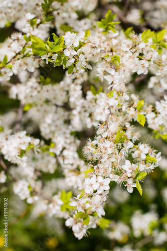Fototapeta Naklejka Na Ścianę i Meble -  beautiful crisp white blossoming cherry tree