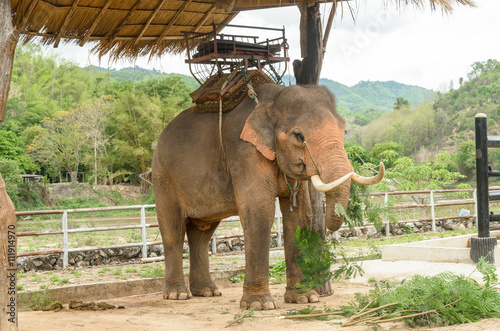 Elephant with howdah at elephants camp Ruammit Karen village,Chiang Rai for tourist trekking in jungle trail in Thailand