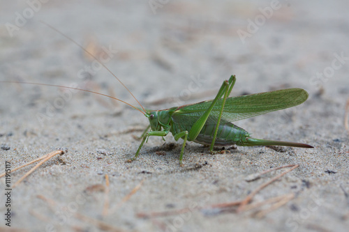 The female green grasshopper in the forest