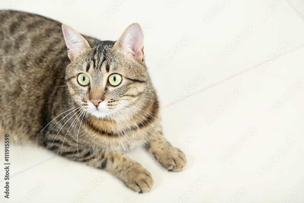 Beautiful cat lying on the floor, close up Beautiful cat lying on the floor, close up