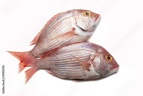 red snapper isolated on white background