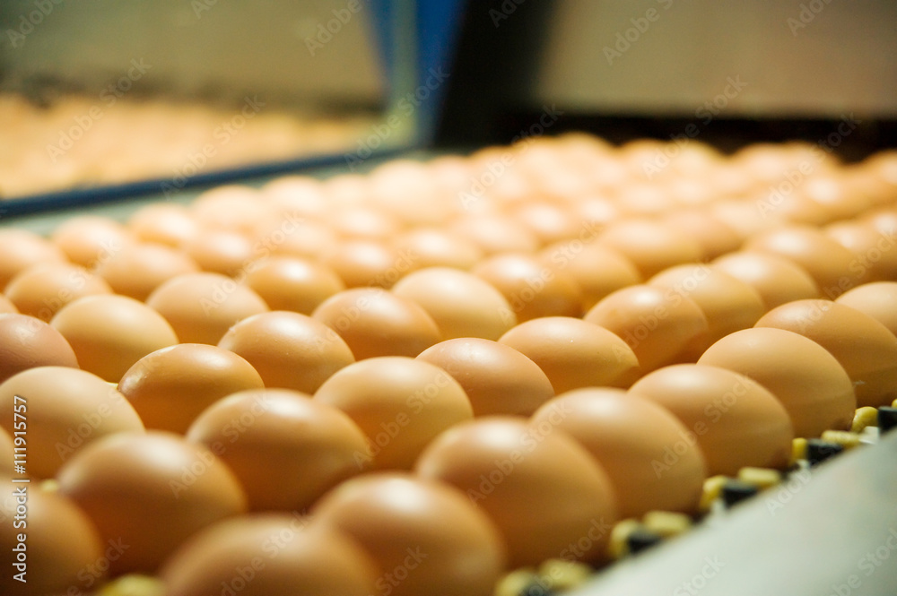 Eggs on the production line